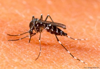 Aedes-aegypti SITE 03DEZ2015